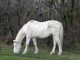 Camargský pony Camargský pony