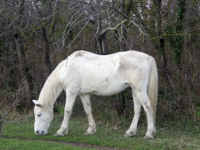 Camargský pony