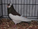 Český holub