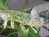 Chameleon jemenský