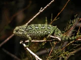 Chameleon obecný