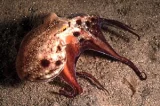 Chobotnice pižmová