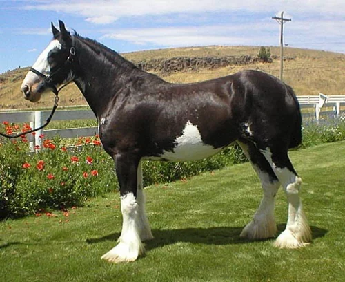 Clydesdaleský kůň