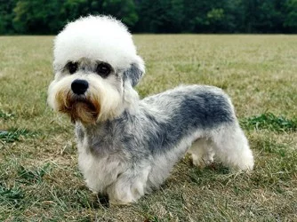 Dandie dinmont teriér