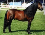 Dartmoorský pony