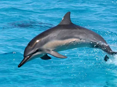 Delfín dlouholebý