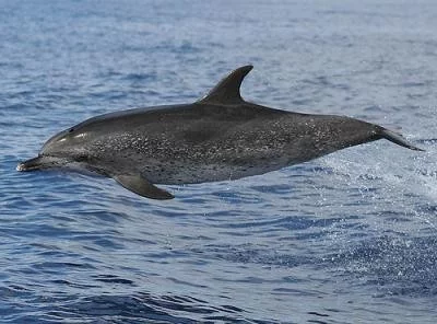Delfín mexický