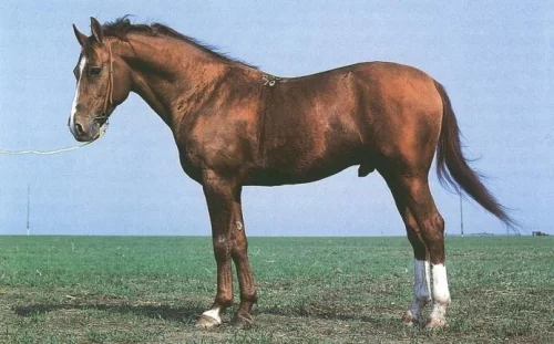 Donský kůň