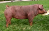 Prase Duroc