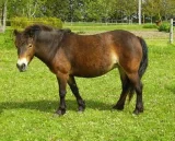 Exmoorský pony Exmoorský pony