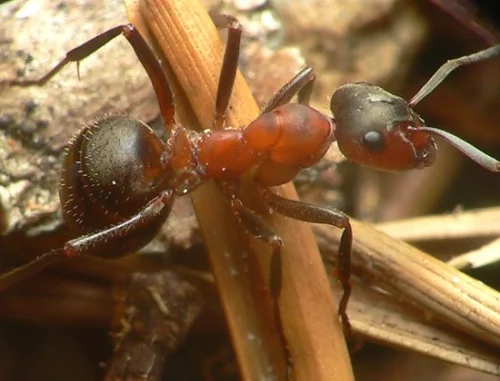 Mravenec Formica lugubris
