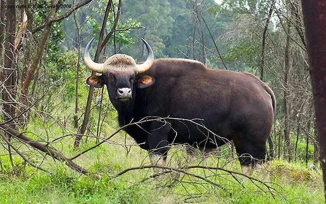 Gaur Radebe Gaur (Bos gaurus) | ChovZvířat.cz