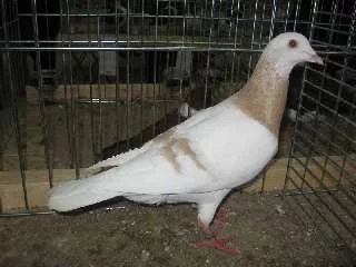Gierský holub