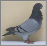 Holub Anglický racek-sovička Holub Anglický racek-sovička