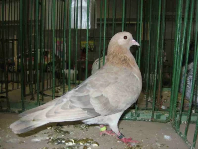 Holub Arabský bublák