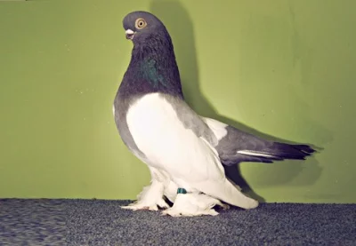 Holub Berlínský krátkozobý rejdič