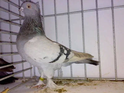 Holub Český rejdič