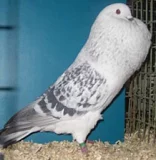 Holub Český voláč sivý