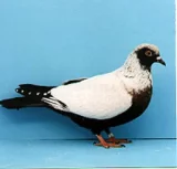 Holub Dánský stehlík Holub Dánský stehlík