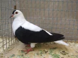 Holub Durynská čejka Holub Durynská čejka