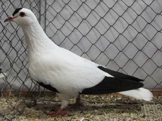 Holub Durynský čápek