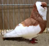 Holub Féleďházský rejdič Holub Féleďházský rejdič
