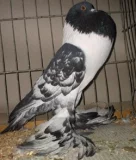 Holub Hanácký voláč