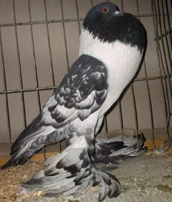 Holub Hanácký voláč