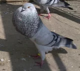 Holub Moravský morák Holub Moravský morák