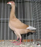 Holub Německý dlouhozobý rejdič