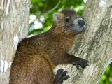 Hutia-konga