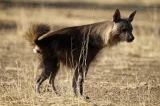 Hyena čabraková