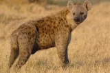 Hyena skvrnitá