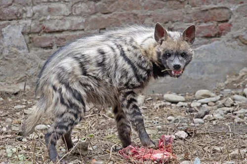Hyena žíhaná