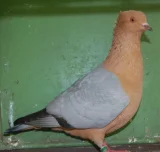 Hýl Hýl