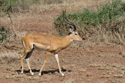Impala