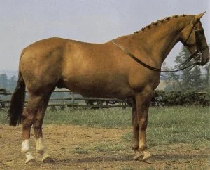 Irský hunter