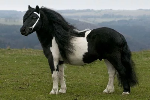 Islandský pony