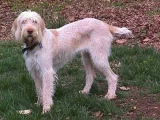 Italský spinone