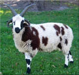 Ovce Jacob