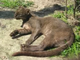 Jaguarundi