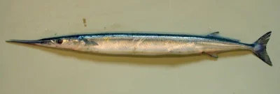 Jehlice rohozobá