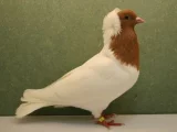Jihoněmecký náprsenkový holub