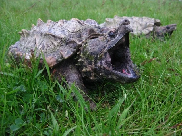 Kajmanka supí (Macrochelys temminckii) | ChovZvířat.cz