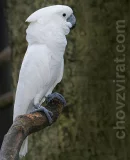 Kakadu bílý Kakadu bílý