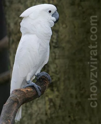 Kakadu bílý