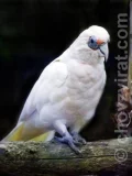 Kakadu hrabavý (tenkozobý)