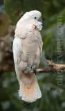 Kakadu molucký