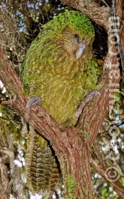 Kakapo soví