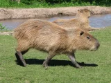 Kapybara